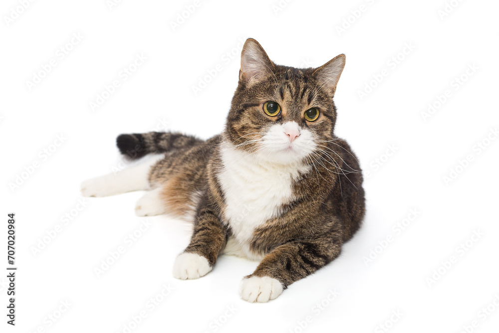 Obraz premium Grey, striped cat sits and looks away