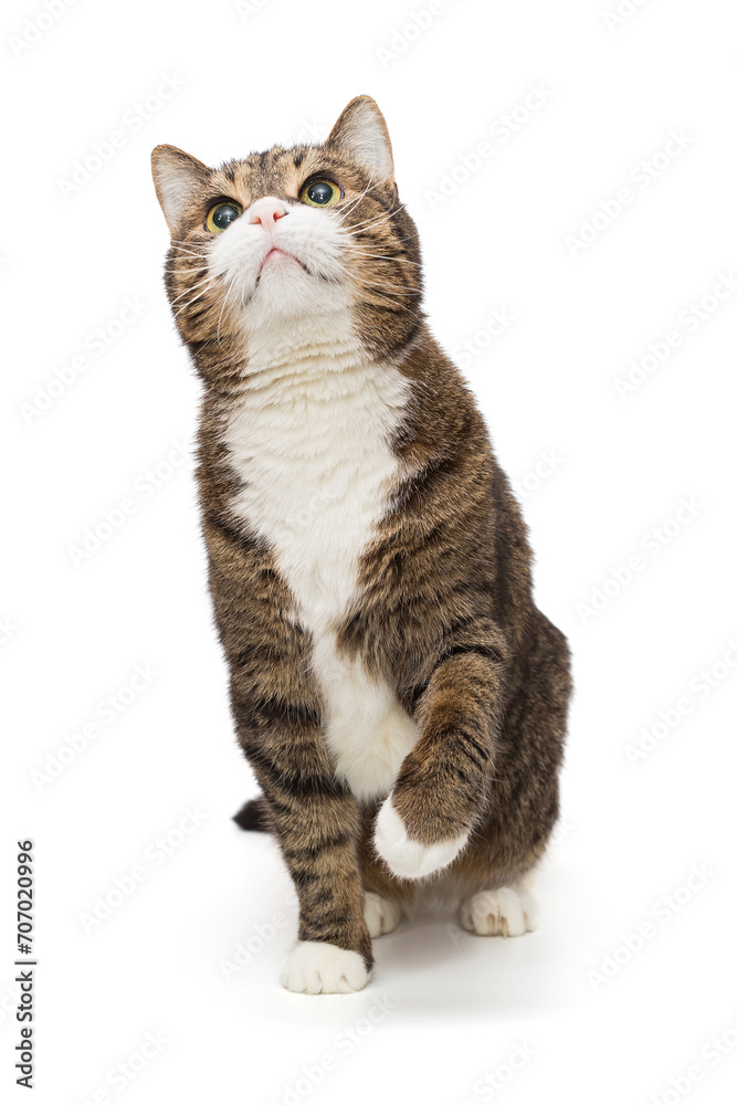 Grey, striped cat looks up and plays with its paw Grey, striped cat looks up and plays with its paw