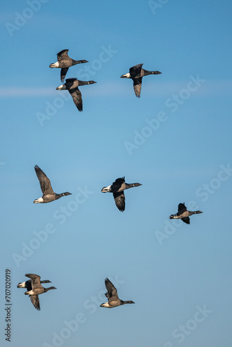 Brent Goose, Branta bernicla, birds in flight over Marshes at winter time © Maciej Olszewski