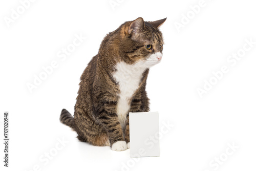 Grey, striped cat and empty package