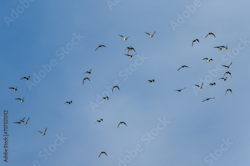 Grey Plover, Pluvialis squatarola in flight over marshes in winter