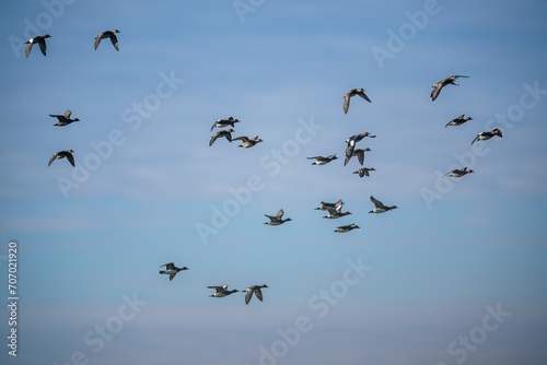 Eurasian Wigeon, Mareca penelope, birds in flight over Marshes at winter time