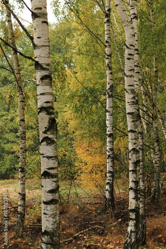 Fototapeta Naklejka Na Ścianę i Meble -  Leśne brzozy