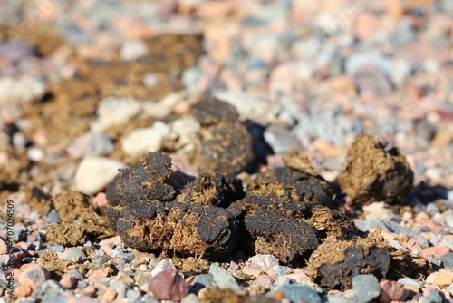 Donkey poop in Morocco