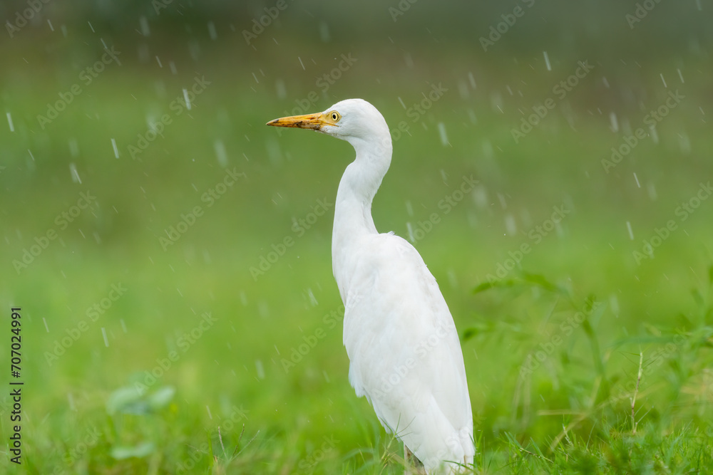 Close-up of a walking cattle egret (bubulcus ibis) with green background Close-up of a walking cattle egret (bubulcus ibis) with green background