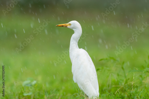 Close-up of a walking cattle egret (bubulcus ibis) with green background