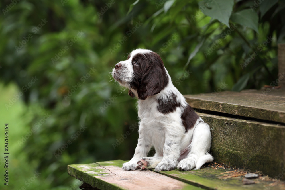 Cute little English Springer Spaniel puppy in nature Cute little English Springer Spaniel puppy in nature