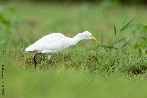Close-up of a walking cattle egret (bubulcus ibis) with green background © Kristian
