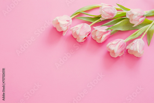 pink tulips on pink paper background