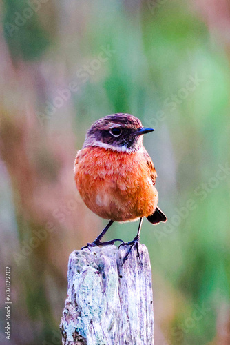 petit oiseaux tarier pâtre  photo