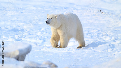 Close up at a polar bear walking on the ice