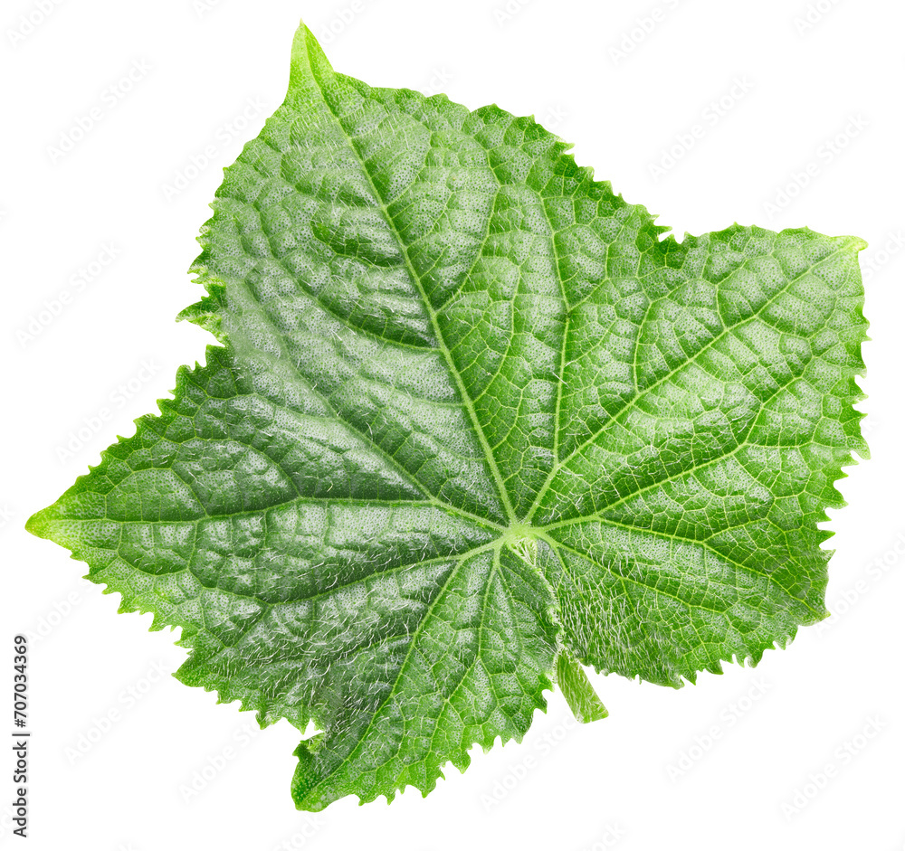 Cucumber leaf isolated Cucumber leaf isolated