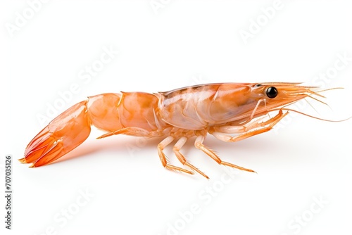 Wallpaper Mural Fresh shrimp on white background Torontodigital.ca