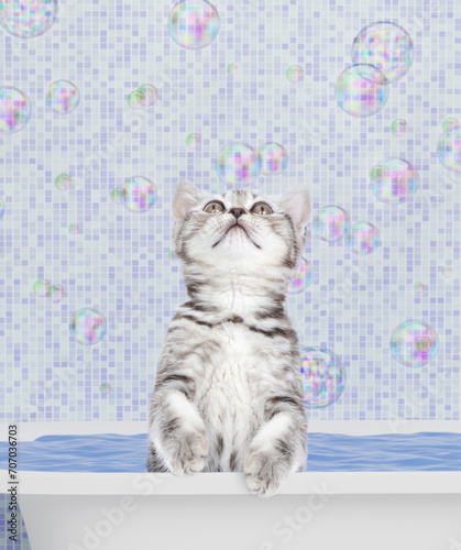 Cute kitten takes the bath at home and looks up on empty space © Ermolaev Alexandr
