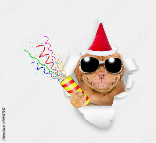 Smiling Mastiff puppy wearing sunglasses and red santa hat looks through the hole in white paper and holds exploding firecracker