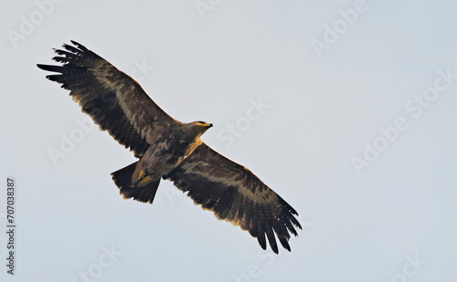 Steppe eagle (Aquila nipalensis), Crete