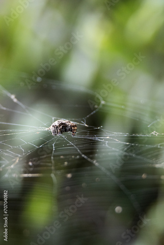 a single spider on a web