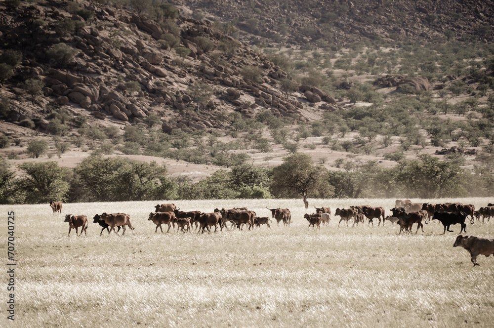 Obraz premium large herd of wild cows in the grasslands of namibia