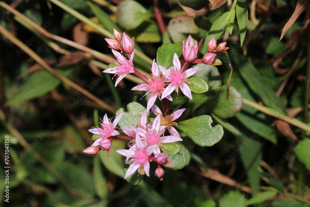 sedum ternatum plant flower macro photo sedum ternatum plant flower macro photo