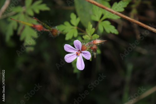 slender speedwell flower macro photo photo