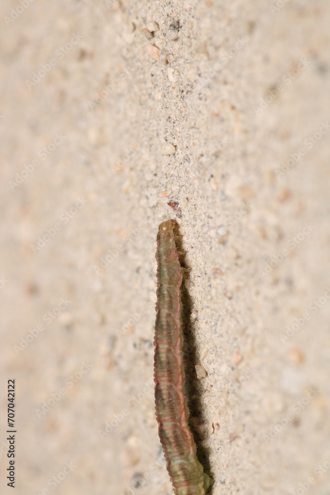 cimbex femoratus fly larva macro photo cimbex femoratus fly larva macro photo
