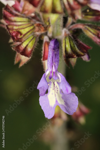 natural purple salvia miltiorrhiza photo © Recep