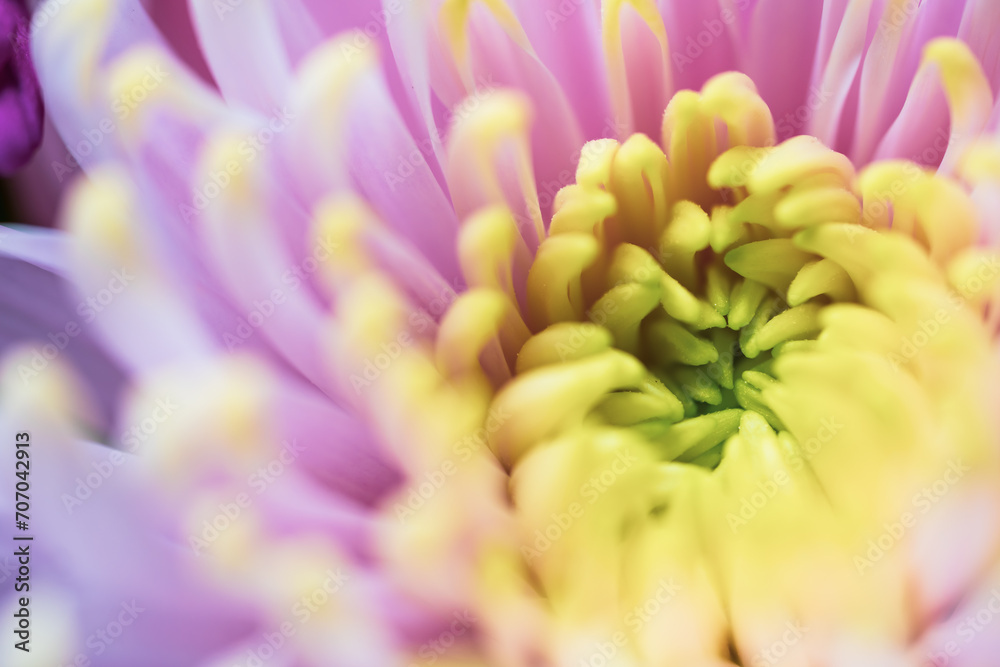 Beautiful Flower taken in a studio setup taken with different color lights. It looks almost alien like, Shot with a Shallow Depth of field to give it a dreamy effect. Perfectly romantic background Beautiful Flower taken in a studio setup taken with different color lights. It looks almost alien like, Shot with a Shallow Depth of field to give it a dreamy effect. Perfectly romantic background