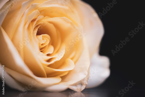 Beautiful and romantic studio shot Rose  Shot with a Shallow Depth of field to give it a dreamy effect. Perfectly romantic background