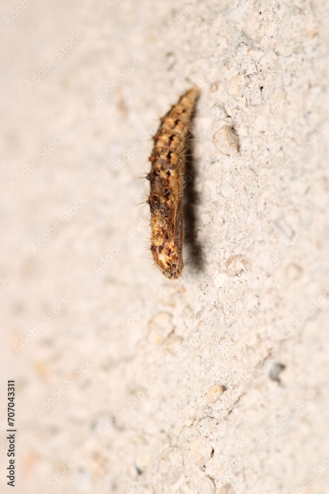 cimbex femoratus fly larva macro photo cimbex femoratus fly larva macro photo