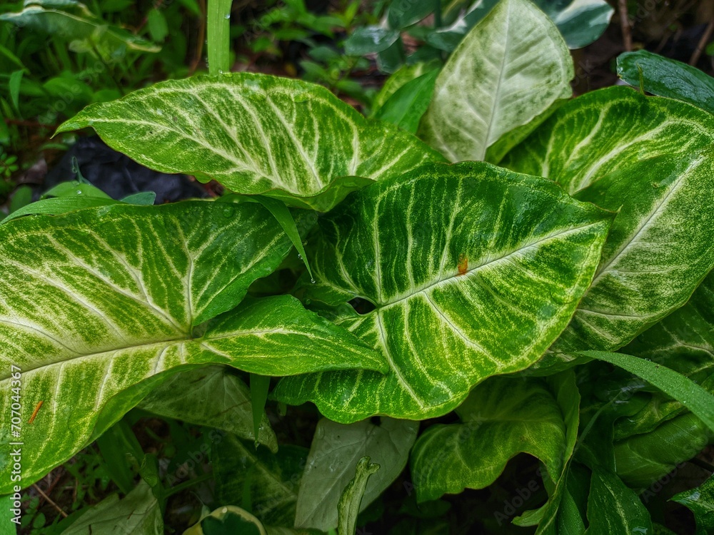 Syngonium podophyllum is an aroid species that is a popular houseplant Syngonium podophyllum is an aroid species that is a popular houseplant