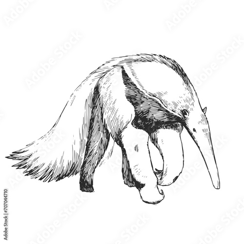 Vector hand-drawn illustration of giant anteater in engraving style. Black and white sketch of animal of South America.