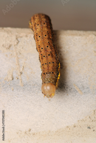 cimbex femoratus fly larva macro photo photo