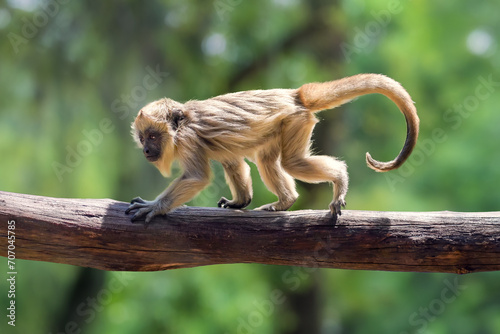 Baby Black Howler Monkey (Alouatta caraya)