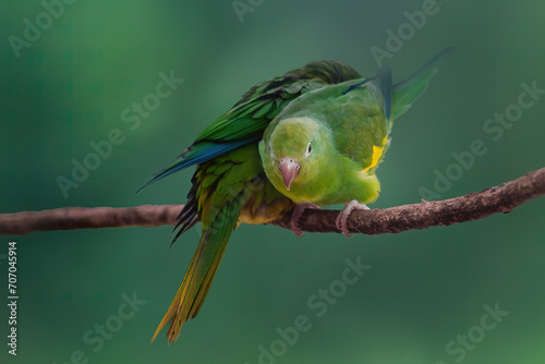 Yellow-chevroned Parakeet bird (Brotogeris chiriri) photo