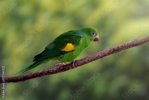Yellow-chevroned Parakeet bird (Brotogeris chiriri) photo