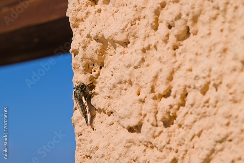 A Machimus atricapillus, perched on a plastered wall in Sardinia, captured in the act with a mid-air wasp. Nature's intricate drama unfolds as the insect world collides on a sunlit surface. photo