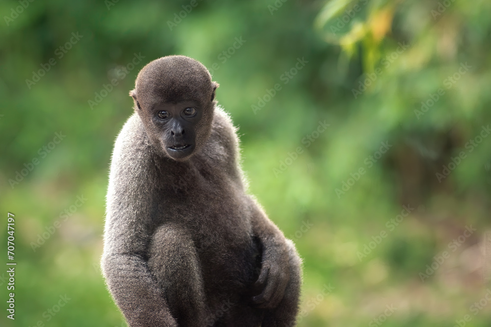 Obraz premium Young Gray Woolly Monkey (Lagothrix cana)
