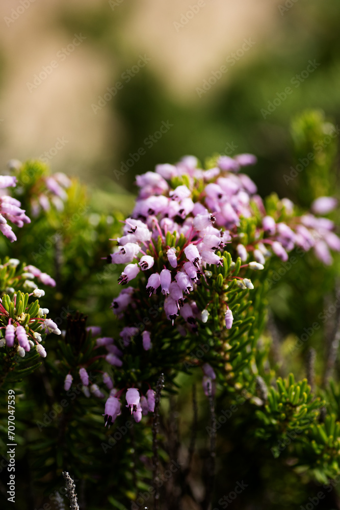 bright pink flowers of the heath heather Erica glabella on a natural background