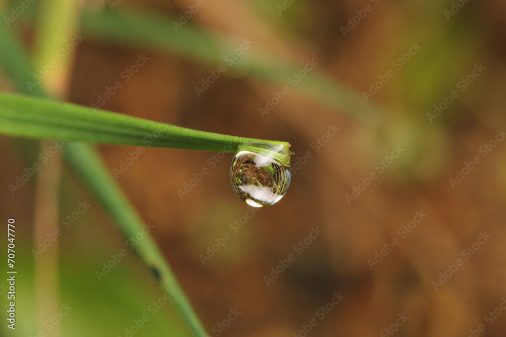 water drops macro photo on grass water drops macro photo on grass