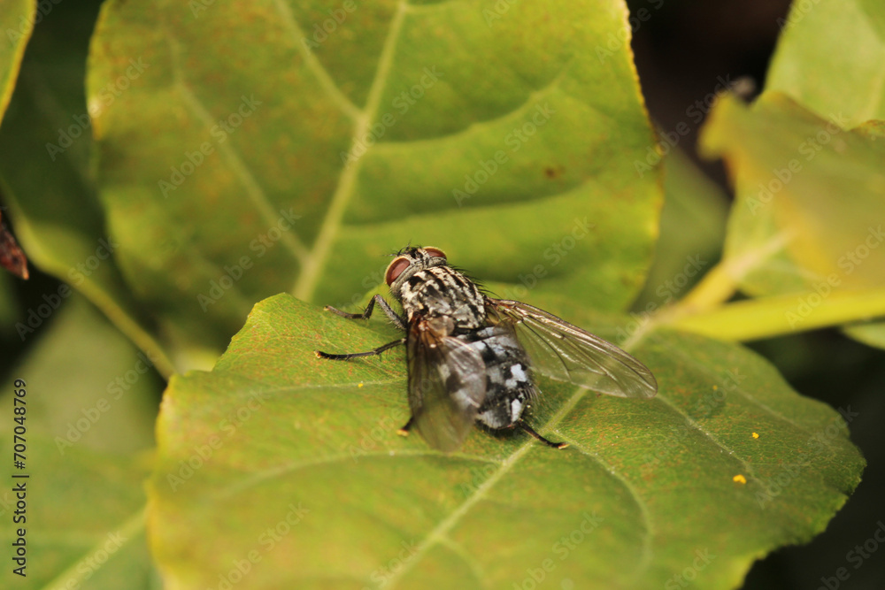 macro photo of housefly facing back