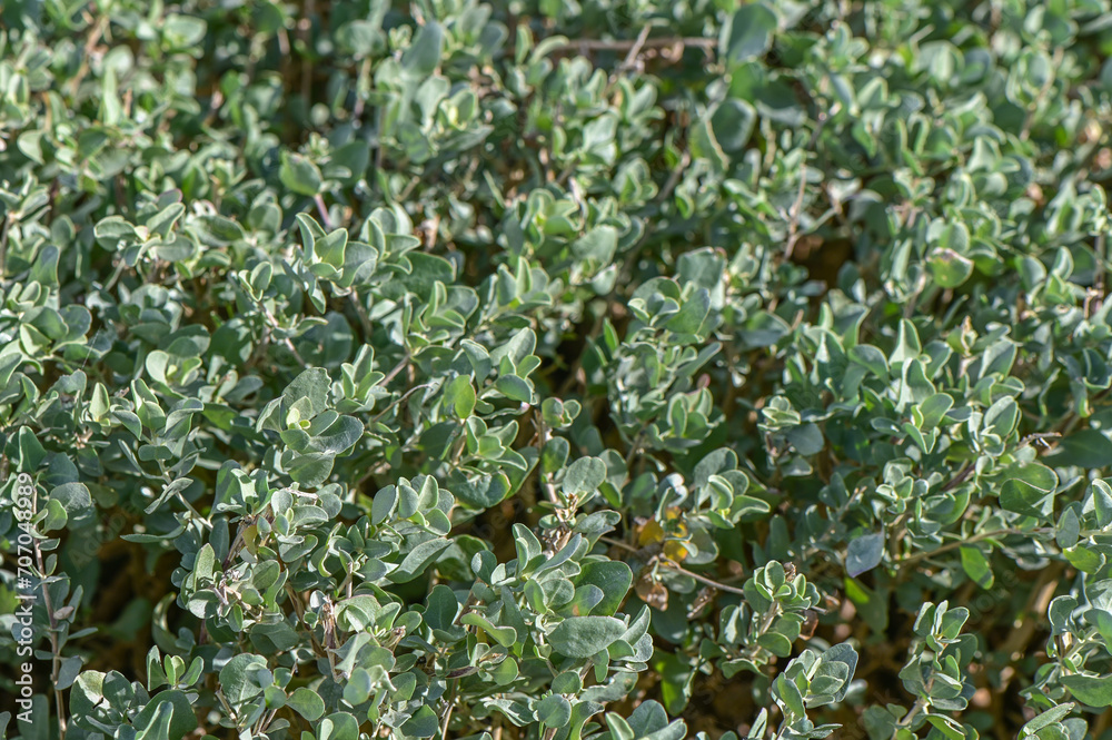 hedge bushes as a background in daylight 1 hedge bushes as a background in daylight 1