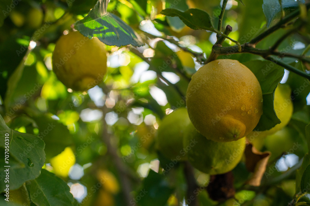Lemon ripen on a tree