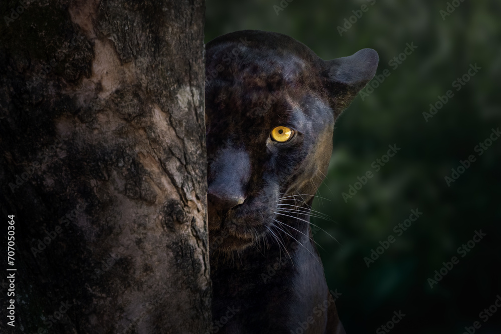 Black Jaguar (Panthera onca) - Melanistic Feline - obrazy, fototapety, plakaty 