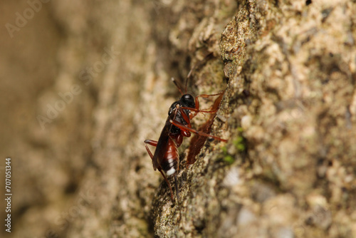 netelia hornet insect macro photo