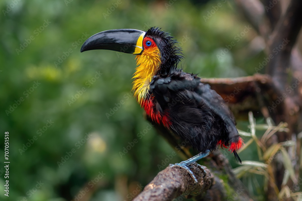 Fototapeta premium Soaking Wet Channel-billed Toucan (Ramphastos vitellinus ariel) - Ariel Toucan
