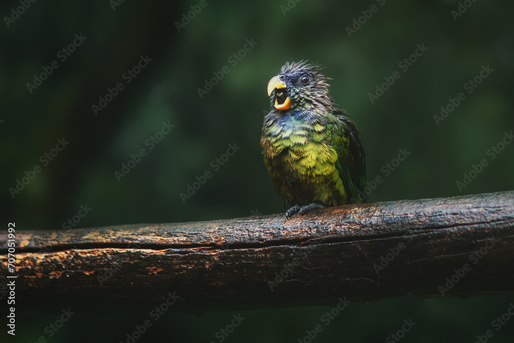 Soaking Wet Scaly-headed parrot (Pionus maximiliani) Soaking Wet Scaly-headed parrot (Pionus maximiliani)