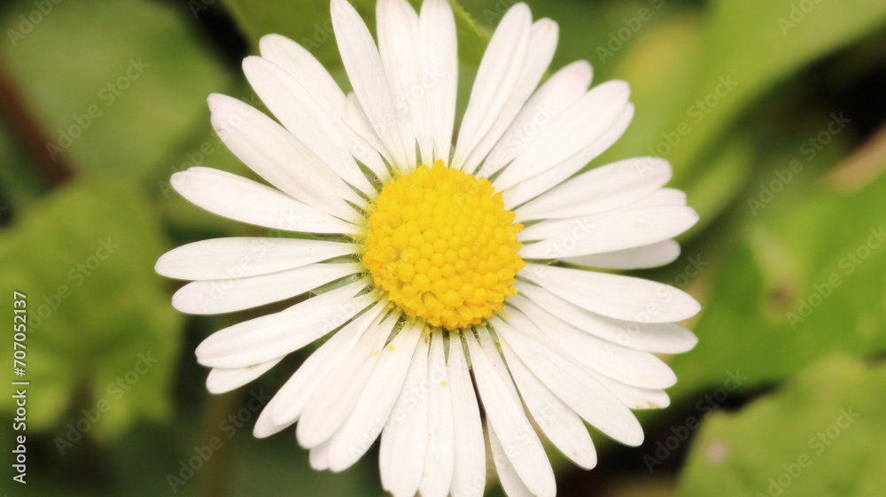 Fototapeta premium Natural Bellis Perennis Macro Photo