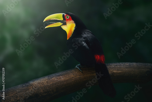 Red-breasted toucan or Green-billed toucan (Ramphastos dicolorus) photo