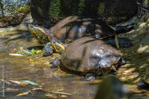 Black-bellied Sliders (Trachemys dorbigni) - Water Turtle