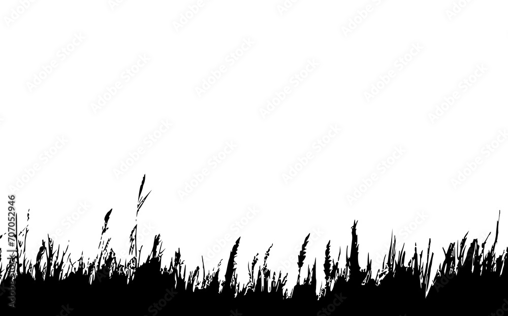 Image of a monochrome reed,grass or bulrush on a white background.Isolated vector drawing.Black grass graphic silhouette. Image of a monochrome reed,grass or bulrush on a white background.Isolated vector drawing.Black grass graphic silhouette.